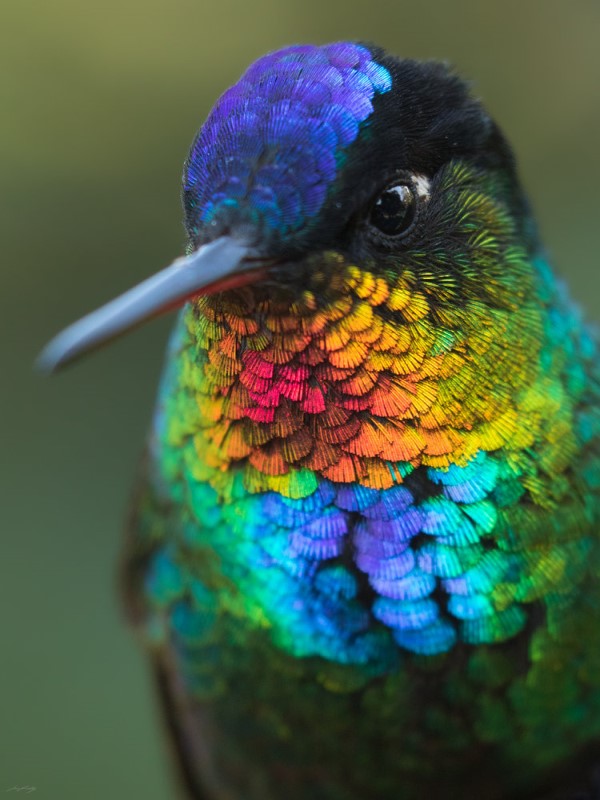 火喉蜂鳥擁有寶石般璀璨羽毛　網驚豔：太夢幻好不真實！