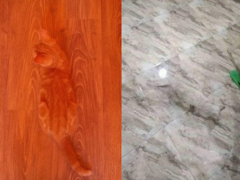 看得出來地板上有貓咪嗎？（圖／Pawsplanet）