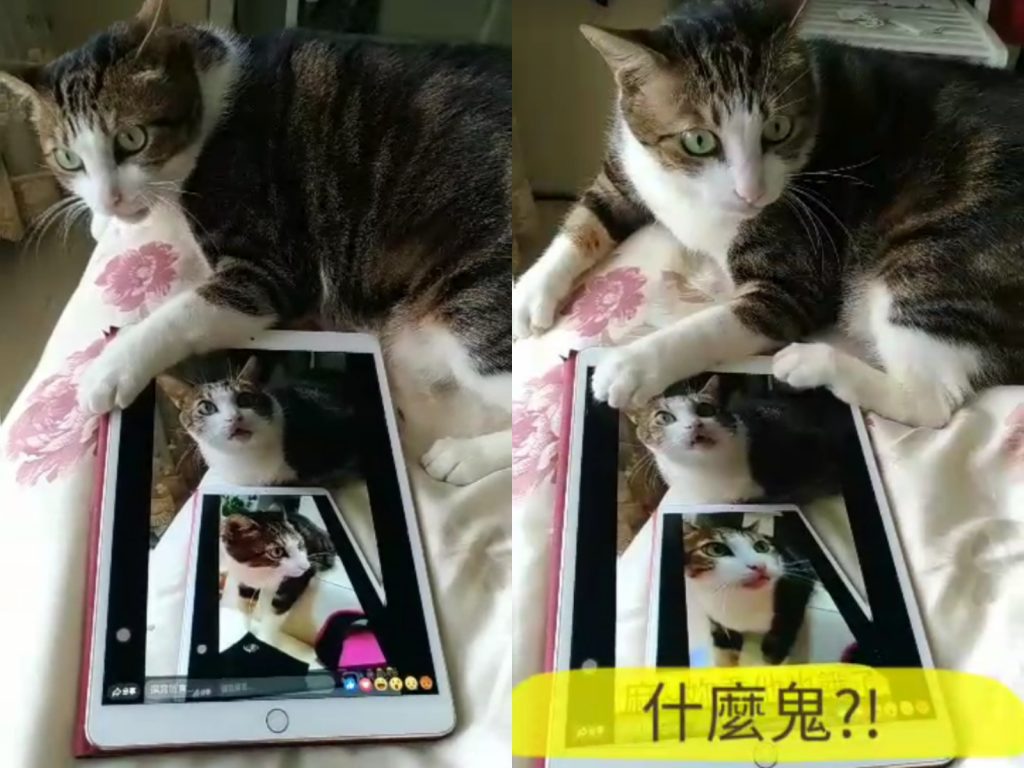 小乖超黏人又愛說話的個性，真是讓奴才又愛又恨呀。(圖/網友吳小喵提供) 