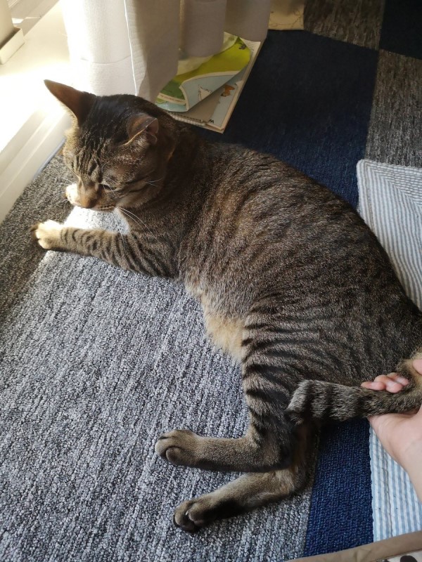 網友炫耀秋季新款「貓咪提包」　四項缺點卻被網友讚爆！