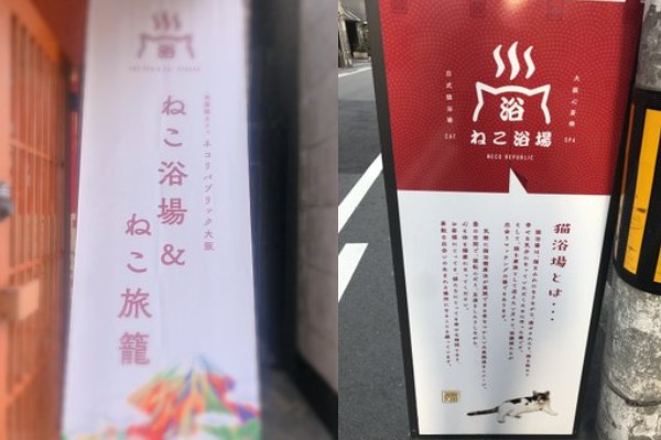 到大阪「貓浴場」泡貓湯　吸貓舒壓還能帶喜愛的主子回家？