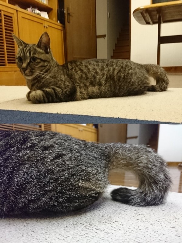 網友炫耀秋季新款「貓咪提包」　四項缺點卻被網友讚爆！