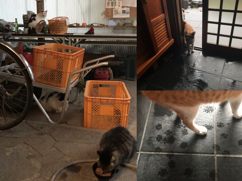 強颱襲日！貓咪帶浪浪朋友回家躲風雨：要留多久都可以！