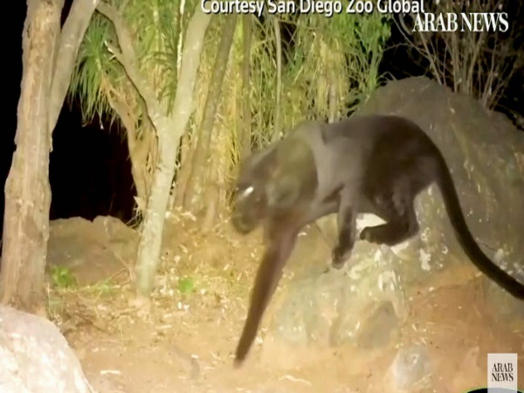 肯亞百年來首次拍到黑豹清楚身影（圖／FB@Burrard-Lucas Photography）