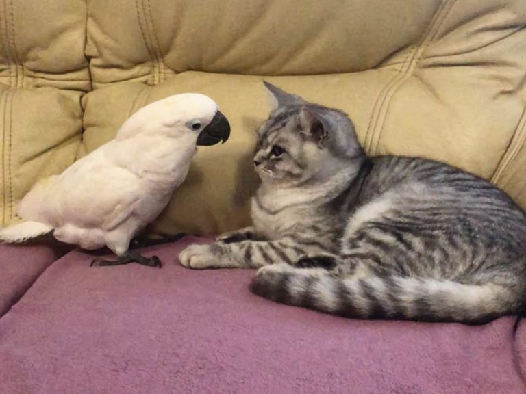 等門變玩親親？鸚鵡向貓咪索吻　網笑：媽媽可以不用回來了！
