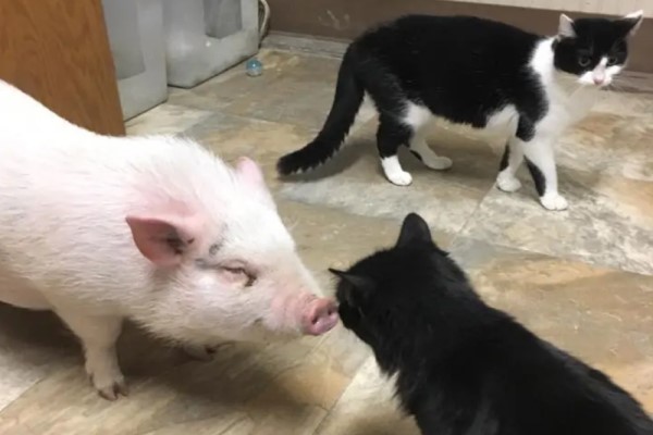 女子帶回寵物豬　自認貓咪的牠竟與橘貓組吃貨一族！