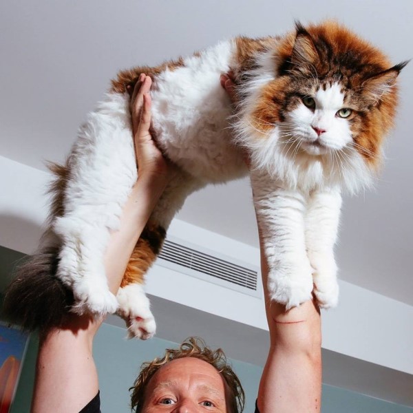 14公斤巨型緬因貓稱霸紐約市　外出散步竟被誤認小獅子！