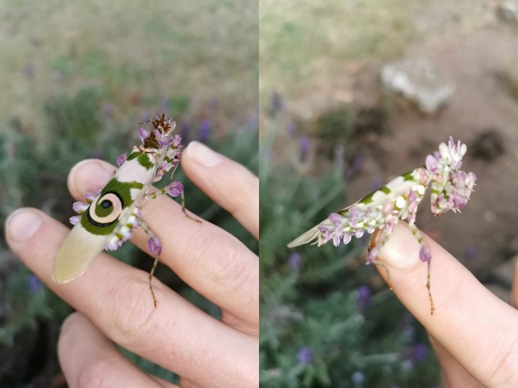 內維爾欣喜地說：「我對牠簡直就是一見鍾情，真是太美啦！」(圖/Margaret Neville) 