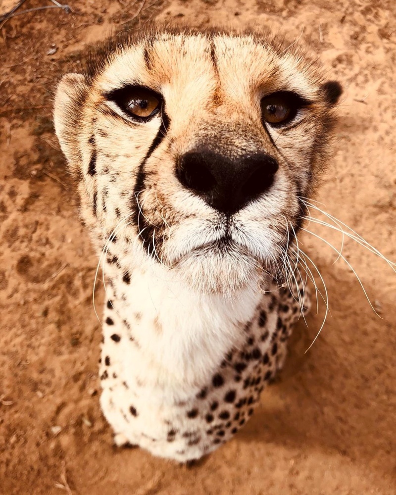 獵豹守護者！女子全心為動物付出　遠赴南非救援獵豹回野外