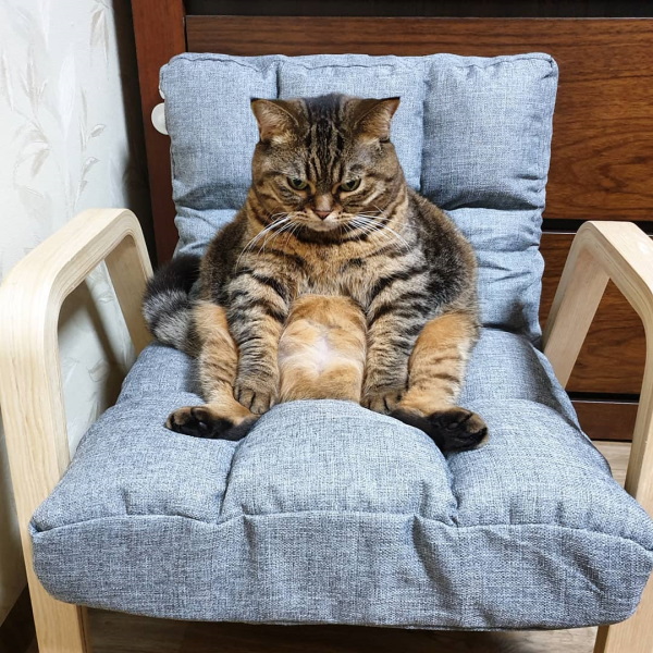 胖貓爽躺沙發發呆卻一臉厭世　網笑翻：根本是上班族！