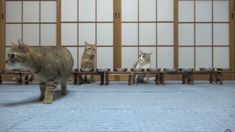 群貓吃飯飯突暴動！留下四隻「傻眼貓咪」：花生什摸事？