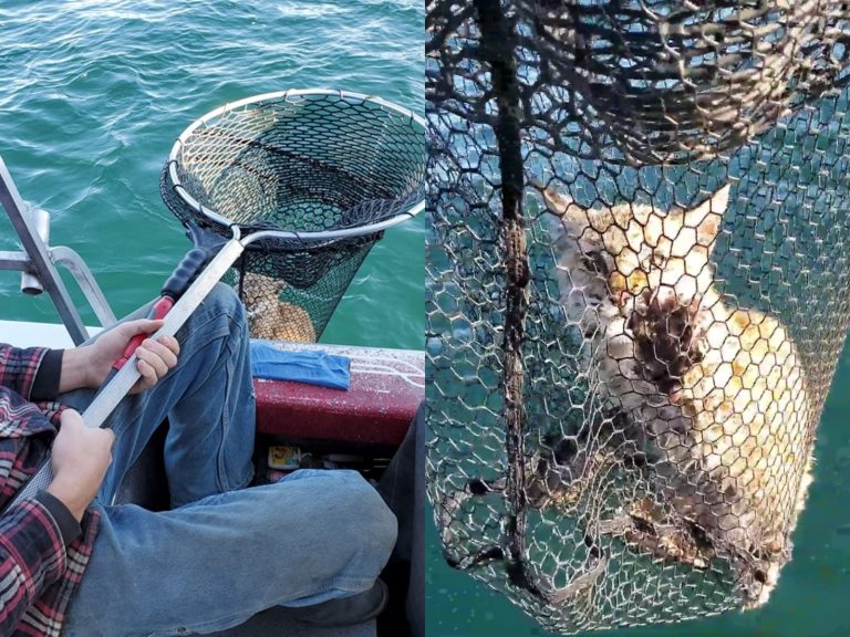 美國一家人到大湖泊釣魚　竟在水中撈到野生短尾貓！
