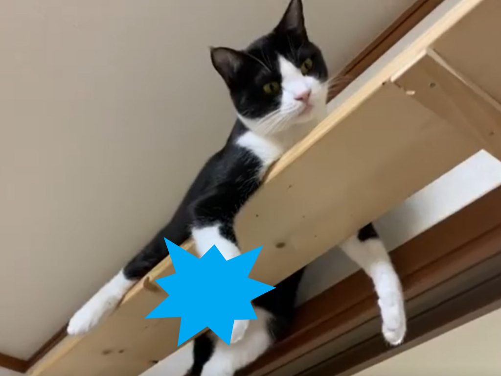 賓士貓ひまわり喜歡待在貓咪步道上休息（圖／IG@hinoki.cute.kitten）