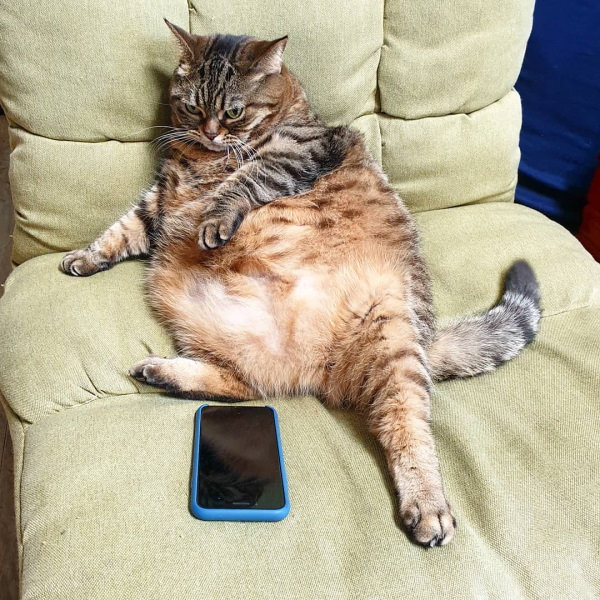 胖貓爽躺沙發發呆卻一臉厭世　網笑翻：根本是上班族！