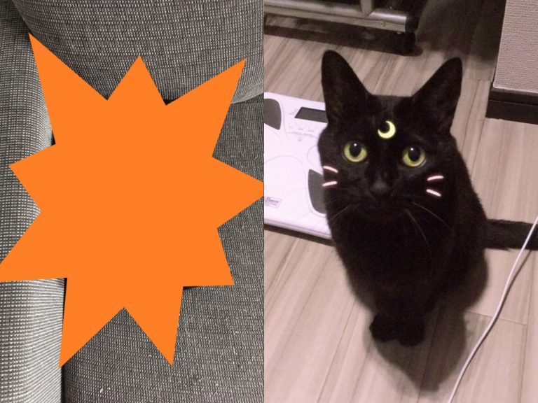 日本推主飼養的黑貓Luna非常擅長某一種特殊技能（圖／IG@roeselienraimond）