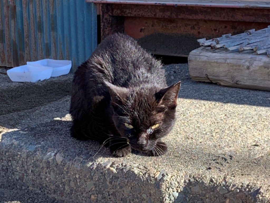 來到推主父親的公司被餵養、照顧之後，黑貓有了驚奇的轉變～ (圖/Twitter@ 12_hinapiyo_01) 