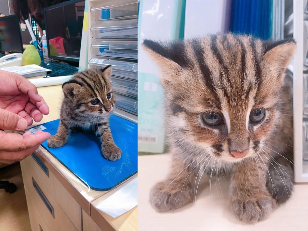 拾獲民眾詹先生近期一直有看到石虎相關新聞，因此發現牠特徵很像石虎，趕緊送往苑裡鎮公所。 (圖/苑裡鎮長劉秋東粉絲團提供) 