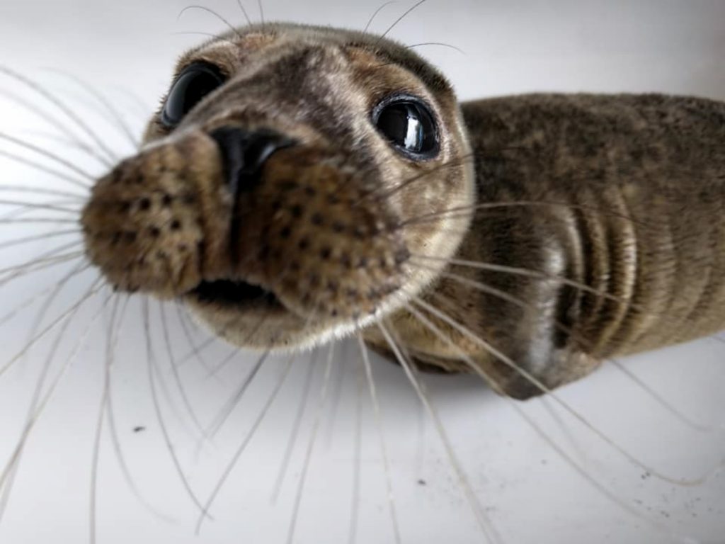 可愛小海豹在野外遇到生存危機，還好有好心人幫忙救援！(圖/Facebook@Seal Rescue Ireland) 