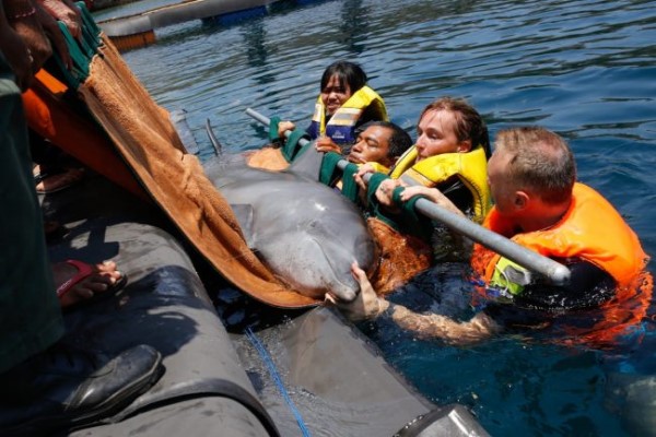 海豚被迫在酒店泳池表演15年　中毒失明滿身傷痕終獲救！