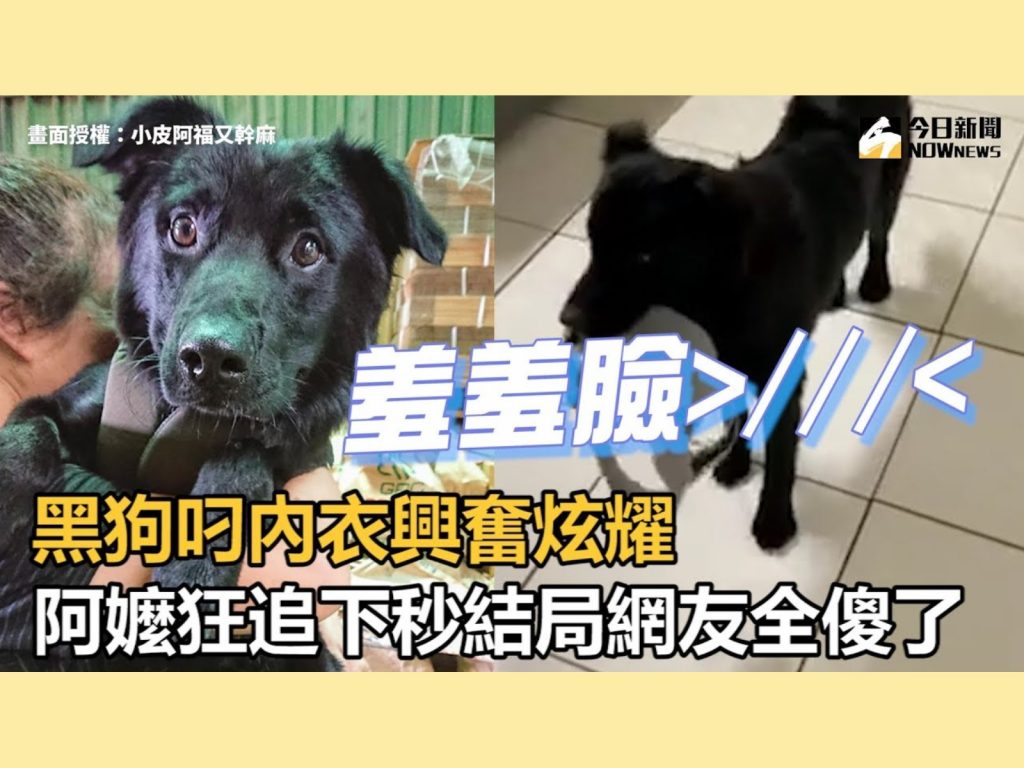 阿嬤一看到阿福咬著內衣趕緊追過去！ (圖/Facebook@小皮阿福又幹麻) 