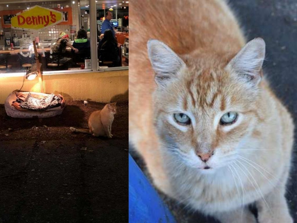 平時的丹尼斯很慵懶，但牠撒嬌絕不偷懶！牠會主動靠近你，蹭蹭你的腳，表達牠對你的盛大歡迎～ (圖/Jeremiah Hufft) 