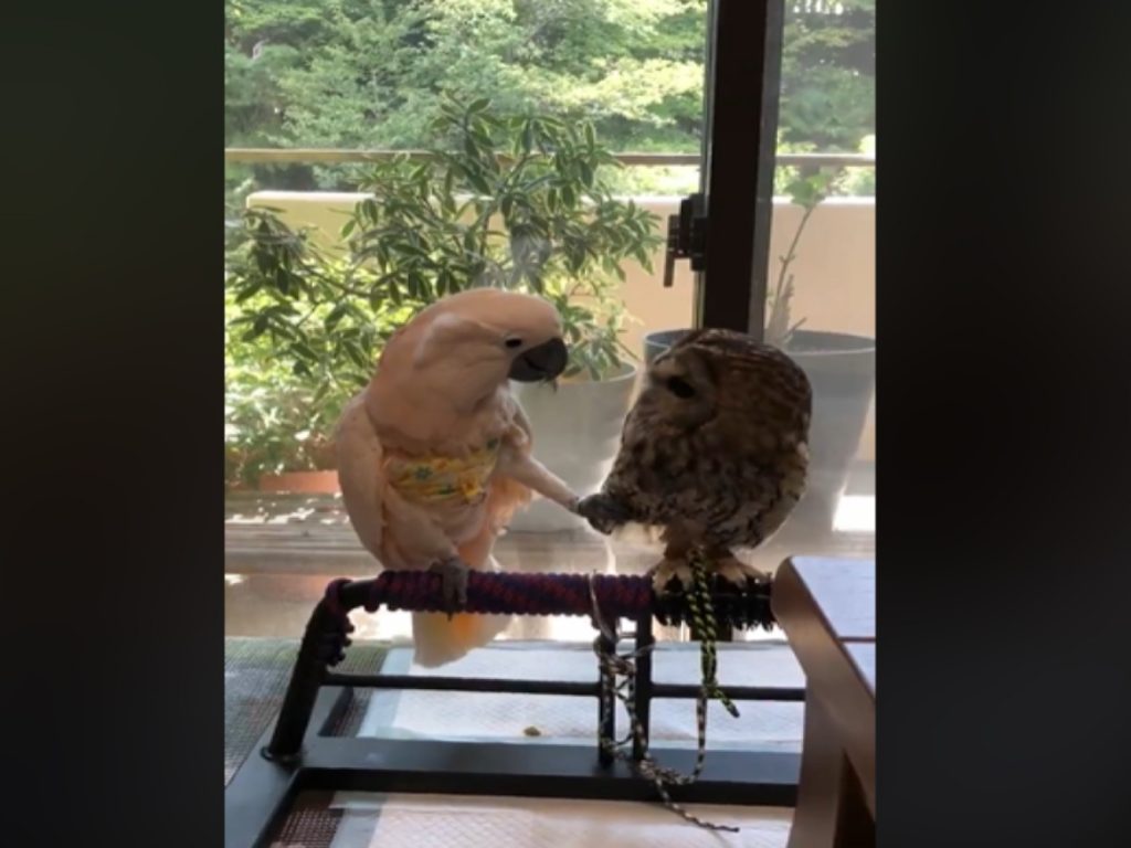 巴丹鸚鵡頻頻向貓頭鷹示好（圖／twitter@phsq6XoAfrhn0k9）