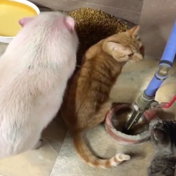 女子帶回寵物豬　自認貓咪的牠竟與橘貓組吃貨一族！
