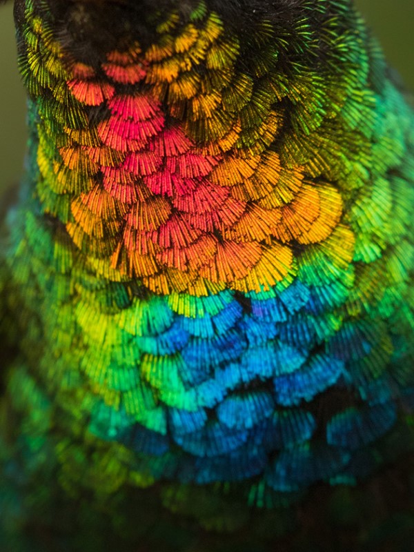 火喉蜂鳥擁有寶石般璀璨羽毛　網驚豔：太夢幻好不真實！