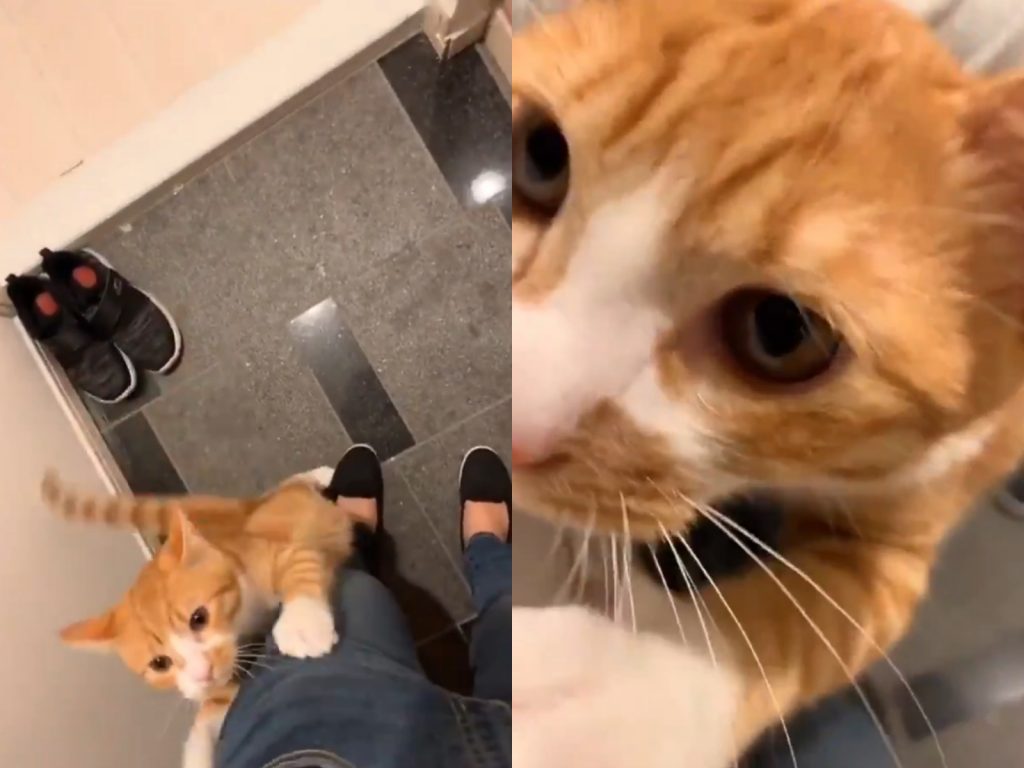 每次一回家就可以看到橘貓飛撲～ (圖/Twitter@moko_igusuri) 