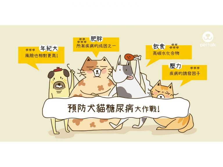預防犬貓糖尿病大作戰｜專業獸醫師—陳郁晴醫師
