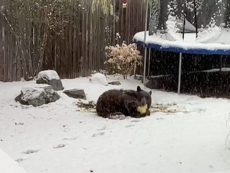 一隻熊跑進民宅後院的雪地裡玩足球（圖／twitter@swillhite100）