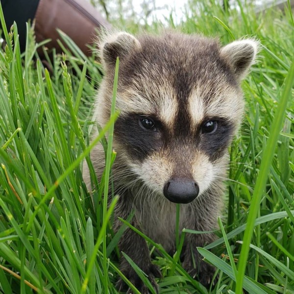 狗狗遇見孤兒浣熊母愛大爆發　竟然自主擔任全職奶媽