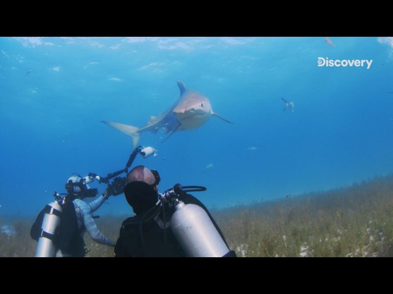 別讓鯊魚不開心！驚險實驗找出鯊魚攻擊人類的原因
