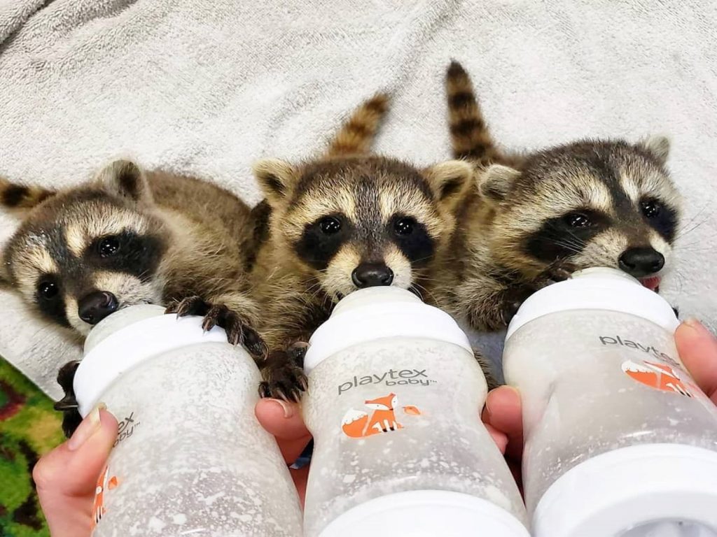 三隻孤兒浣熊（圖／IG@thehouseofoakley）