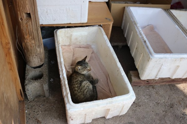 日本貓島居民幫浪貓準備「禦寒小屋」　網：超暖心！
