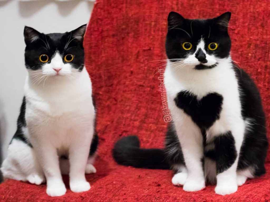 荷蘭一對乳牛姊妹花受到廣大粉絲的喜愛（圖／IG@izzyandthefluff）