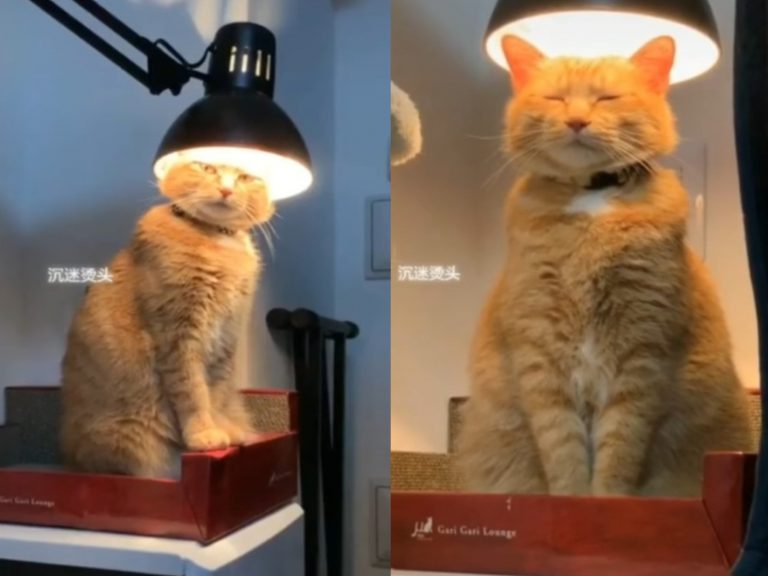 橘貓鑽入燈罩下瞇眼打盹　網笑翻：莫非在電頭毛？
