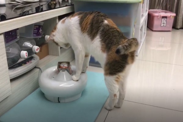 影／調皮貓咪愛玩飲水機　叼罐罐物品妙當許願池！