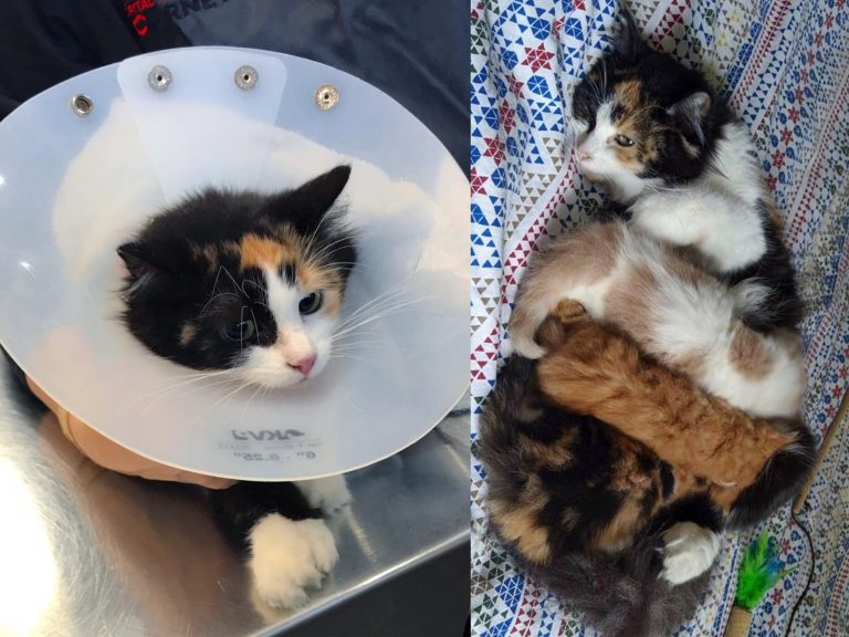 以為救了一隻三花貓　帶去看獸醫後才知得到驚喜包！

