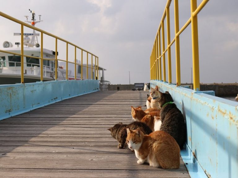 「青島」是日本知名的貓島（圖／FB@猫の島　青島物語 Cat Island Aoshima）