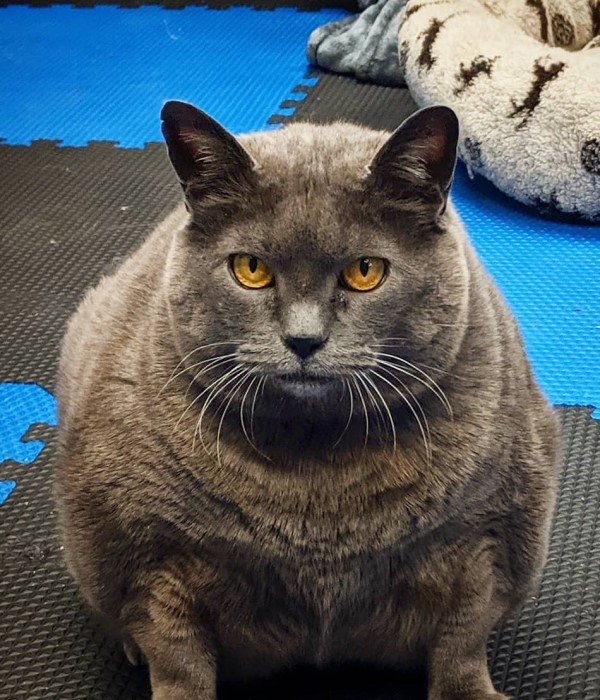 超胖灰貓參加減肥計劃　水中跑步偷懶被抓包！