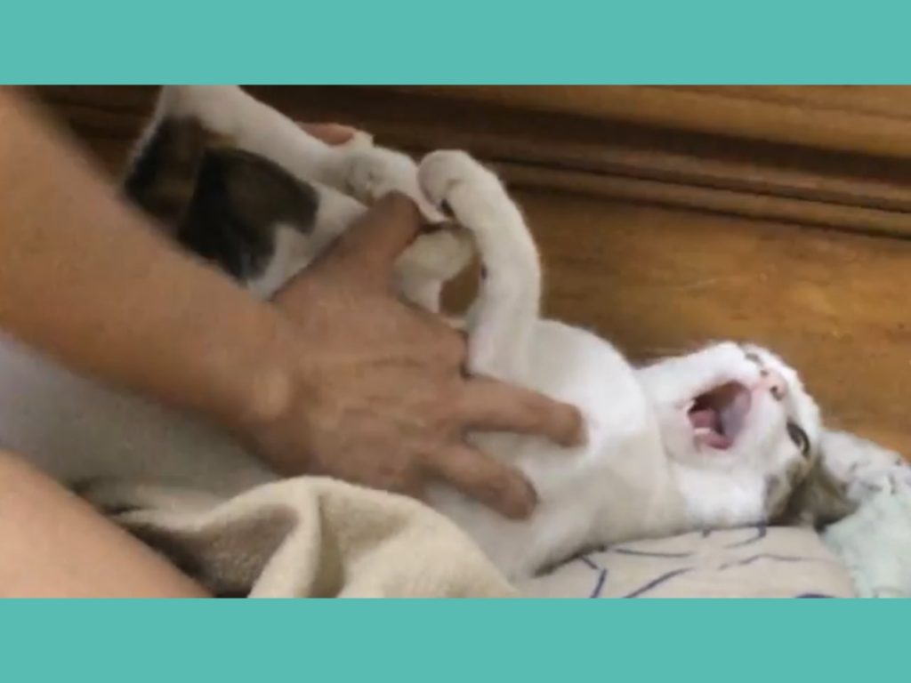 阿笨被吸的過程都這個臉，任憑奴才蹂躪。(圖/網友Imelda Tan提供) 