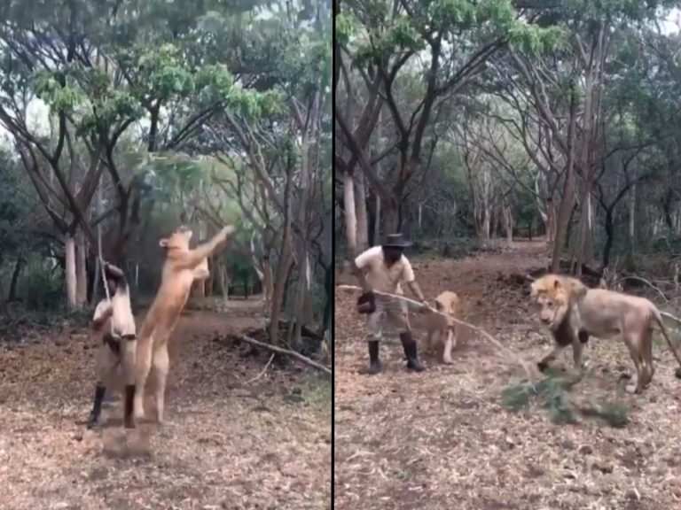 一名男子熟練地拿著樹枝逗弄兩隻獅子！（圖／翻攝自twitter@Ueshi_datusara）