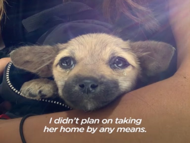 美國一名女子到峇里島度假巧遇一隻需要救援的小狗狗（圖／翻攝自FB@The Dodo）