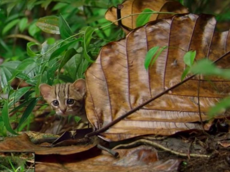 鏽斑豹貓是全世界體型最小的野外貓科動物（圖／翻攝自YT@BBC）
