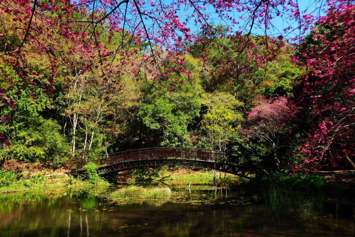 ▲知名景點奧萬大的大安路發生遊覽車翻覆事故，示意圖為奧萬大風景區照片。（資料照／林務局提供）
