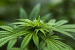 歐洲首例　盧森堡擬合法化個人使用和種植大麻
