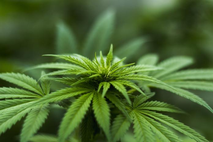 ▲盧森堡政府今天公布讓民眾在家種植及使用大麻的草案。示意圖。（圖／翻攝自 pixabay ）
