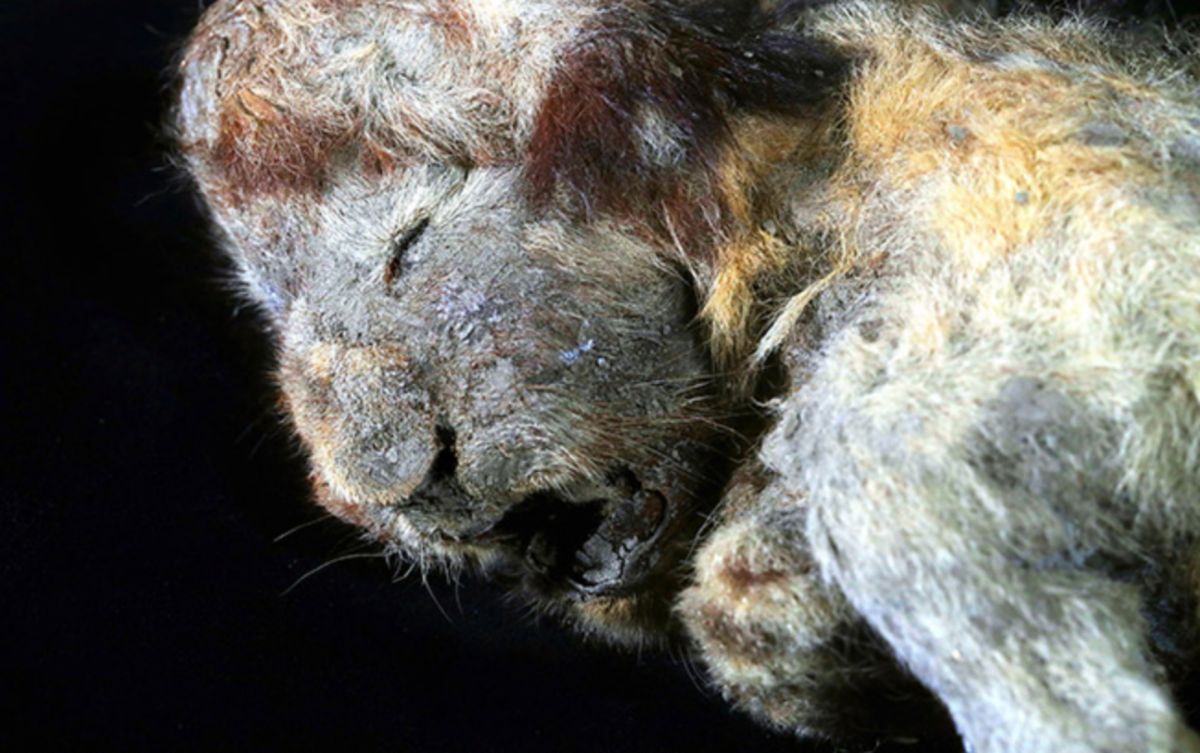 ▲距今 3 萬年前的獅子木乃伊。（圖／翻攝自 NAO Foundation ）