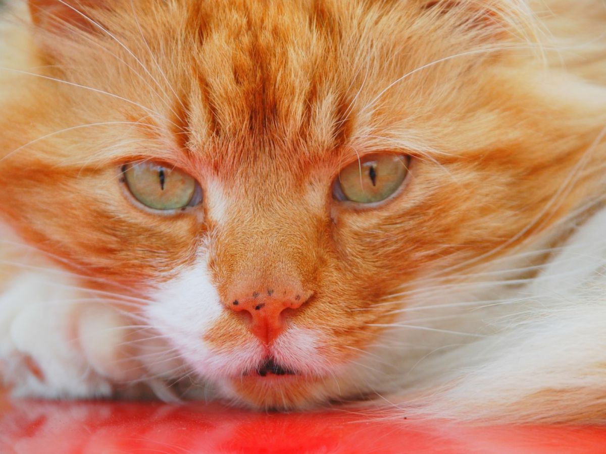 橘貓的口鼻易長黑斑？（圖／pixabay）